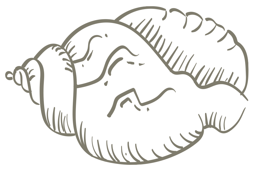 Eagle Hawk pavilions - spiral shell illustration